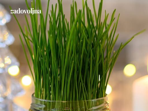 Posijale smo pšenicu u zemlju i u vatu – evo koja metoda je bolja Posijale smo pšenicu u zemlju i u vatu – evo koja metoda je bolja