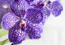 Prirodni trik za bujnije orhideje: jednostavno kućno gnojivo koje potiče rast i cvjetanje Prirodni trik za bujnije orhideje: jednostavno kućno gnojivo koje potiče rast i cvjetanje