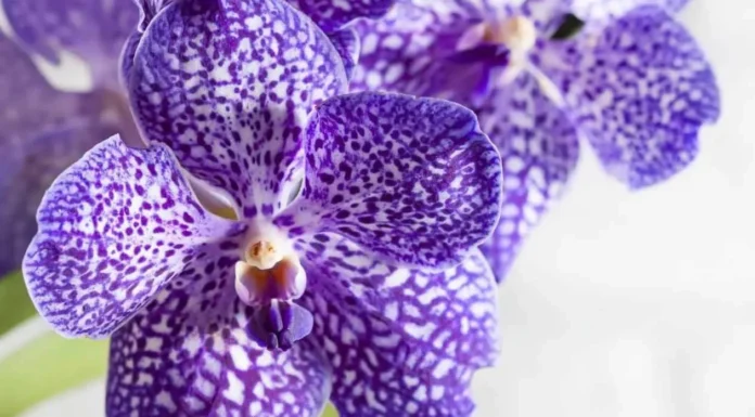 Prirodni trik za bujnije orhideje: jednostavno kućno gnojivo koje potiče rast i cvjetanje Prirodni trik za bujnije orhideje: jednostavno kućno gnojivo koje potiče rast i cvjetanje