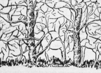 Prva životinja koju vidite na ilustraciji otkriće vam apsolutno sve o vašoj ličnosti i to bez greške Prva životinja koju vidite na ilustraciji otkriće vam apsolutno sve o vašoj ličnosti i to bez greške