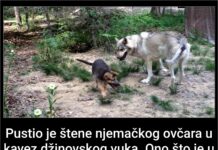 Pustio je štene njemačkog ovčara u kavez džinovskog vuka. Ono što je u nastavku snimio gledaćete u jednom dahu! Pustio je štene njemačkog ovčara u kavez džinovskog vuka. Ono što je u nastavku snimio gledaćete u jednom dahu!