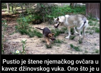 Pustio je štene njemačkog ovčara u kavez džinovskog vuka. Ono što je u nastavku snimio gledaćete u jednom dahu! Pustio je štene njemačkog ovčara u kavez džinovskog vuka. Ono što je u nastavku snimio gledaćete u jednom dahu!