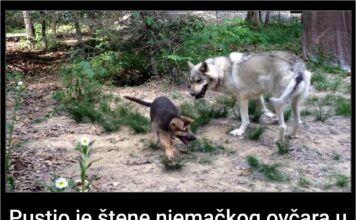 Pustio je štene njemačkog ovčara u kavez džinovskog vuka. Ono što je u nastavku snimio gledaćete u jednom dahu! Pustio je štene njemačkog ovčara u kavez džinovskog vuka. Ono što je u nastavku snimio gledaćete u jednom dahu!