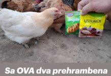 Sa OVA dva prehrambena proizvoda, kokoši će biti zdrave i neprestano nositi jaja Sa OVA dva prehrambena proizvoda, kokoši će biti zdrave i neprestano nositi jaja