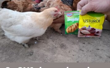 Sa OVA dva prehrambena proizvoda, kokoši će biti zdrave i neprestano nositi jaja Sa OVA dva prehrambena proizvoda, kokoši će biti zdrave i neprestano nositi jaja