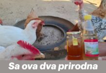 Sa ova dva prirodna proizvoda, kokoši će biti zdrave i nositi jaja tokom cijele hladne sezone Sa ova dva prirodna proizvoda, kokoši će biti zdrave i nositi jaja tokom cijele hladne sezone