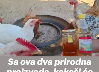 Sa ova dva prirodna proizvoda, kokoši će biti zdrave i nositi jaja tokom cijele hladne sezone Sa ova dva prirodna proizvoda, kokoši će biti zdrave i nositi jaja tokom cijele hladne sezone