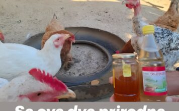 Sa ova dva prirodna proizvoda, kokoši će biti zdrave i nositi jaja tokom cijele hladne sezone Sa ova dva prirodna proizvoda, kokoši će biti zdrave i nositi jaja tokom cijele hladne sezone