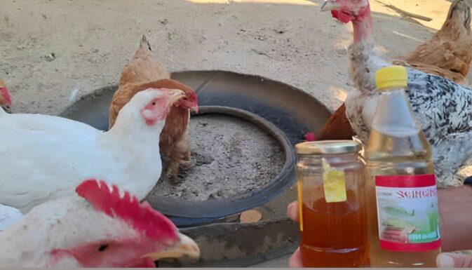 Sa ova dva prirodna proizvoda, kokoši će biti zdrave i nositi jaja tokom cijele hladne sezone Sa ova dva prirodna proizvoda, kokoši će biti zdrave i nositi jaja tokom cijele hladne sezone