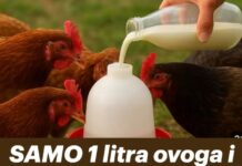 SAMO 1 litra ovoga i kokoške nose jaja bez prestanka! Napravite sami prirodni napitak SAMO 1 litra ovoga i kokoške nose jaja bez prestanka! Napravite sami prirodni napitak