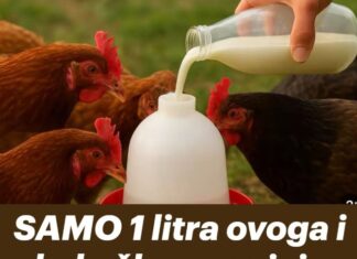 SAMO 1 litra ovoga i kokoške nose jaja bez prestanka! Napravite sami prirodni napitak SAMO 1 litra ovoga i kokoške nose jaja bez prestanka! Napravite sami prirodni napitak