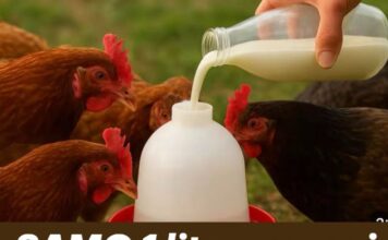 SAMO 1 litra ovoga i kokoške nose jaja bez prestanka! Napravite sami prirodni napitak SAMO 1 litra ovoga i kokoške nose jaja bez prestanka! Napravite sami prirodni napitak