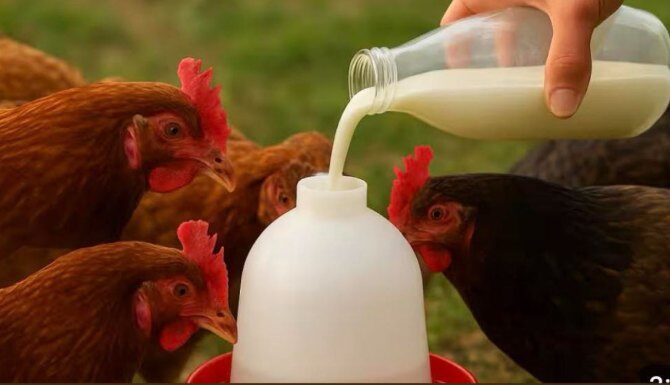 SAMO 1 litra ovoga i kokoške nose jaja bez prestanka! Napravite sami prirodni napitak SAMO 1 litra ovoga i kokoške nose jaja bez prestanka! Napravite sami prirodni napitak