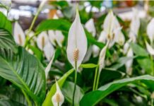 SPATIFILUM, MIRNI LJILJAN ILI ŽENSKA SREĆA: Uradite samo 1 stvar i cvetaće u buketima tokom cele godine SPATIFILUM, MIRNI LJILJAN ILI ŽENSKA SREĆA: Uradite samo 1 stvar i cvetaće u buketima tokom cele godine