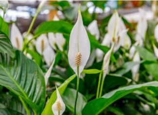 SPATIFILUM, MIRNI LJILJAN ILI ŽENSKA SREĆA: Uradite samo 1 stvar i cvetaće u buketima tokom cele godine SPATIFILUM, MIRNI LJILJAN ILI ŽENSKA SREĆA: Uradite samo 1 stvar i cvetaće u buketima tokom cele godine