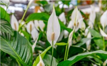 SPATIFILUM, MIRNI LJILJAN ILI ŽENSKA SREĆA: Uradite samo 1 stvar i cvetaće u buketima tokom cele godine SPATIFILUM, MIRNI LJILJAN ILI ŽENSKA SREĆA: Uradite samo 1 stvar i cvetaće u buketima tokom cele godine