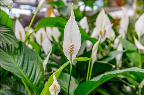 SPATIFILUM, MIRNI LJILJAN ILI ŽENSKA SREĆA: Uradite samo 1 stvar i cvetaće u buketima tokom cele godine SPATIFILUM, MIRNI LJILJAN ILI ŽENSKA SREĆA: Uradite samo 1 stvar i cvetaće u buketima tokom cele godine