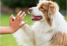 Srušen mit o sedam ljudskih godina: Evo kako izračunati koliko godina ima vaš pas Srušen mit o sedam ljudskih godina: Evo kako izračunati koliko godina ima vaš pas