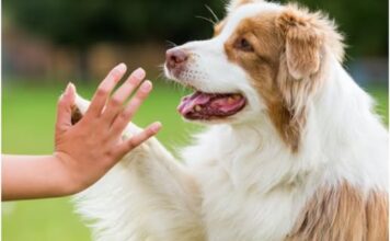 Srušen mit o sedam ljudskih godina: Evo kako izračunati koliko godina ima vaš pas Srušen mit o sedam ljudskih godina: Evo kako izračunati koliko godina ima vaš pas