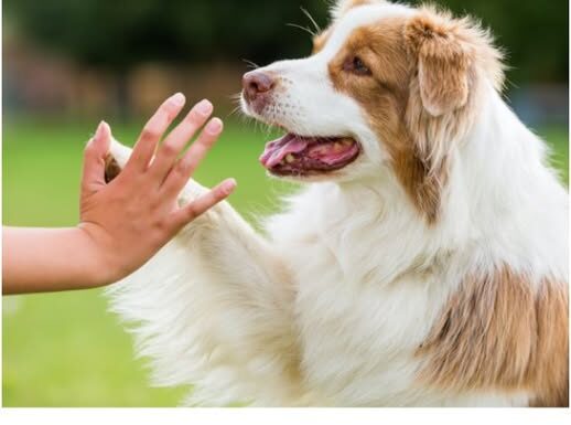 Srušen mit o sedam ljudskih godina: Evo kako izračunati koliko godina ima vaš pas Srušen mit o sedam ljudskih godina: Evo kako izračunati koliko godina ima vaš pas