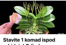 Stavite 1 komad ispod orhideje! Odjednom izraste 100 grana I cvjeta cijele godine Stavite 1 komad ispod orhideje! Odjednom izraste 100 grana I cvjeta cijele godine