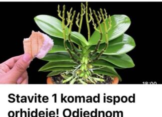 Stavite 1 komad ispod orhideje! Odjednom izraste 100 grana I cvjeta cijele godine Stavite 1 komad ispod orhideje! Odjednom izraste 100 grana I cvjeta cijele godine