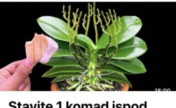 Stavite 1 komad ispod orhideje! Odjednom izraste 100 grana I cvjeta cijele godine Stavite 1 komad ispod orhideje! Odjednom izraste 100 grana I cvjeta cijele godine