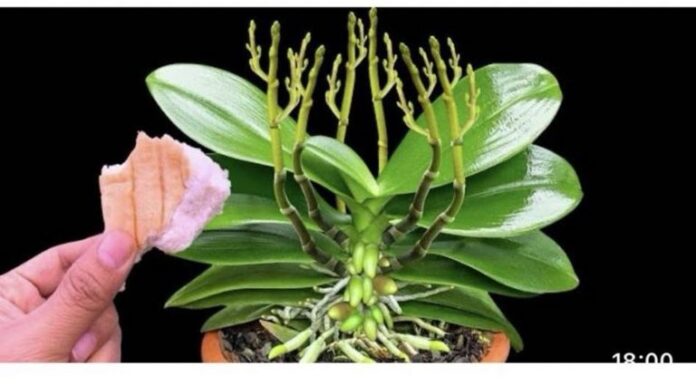 Stavite 1 komad ispod orhideje! Odjednom izraste 100 grana I cvjeta cijele godine Stavite 1 komad ispod orhideje! Odjednom izraste 100 grana I cvjeta cijele godine