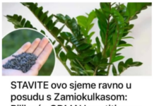 STAVITE ovo sjeme ravno u posudu sa Zamiokulkasom: Biljka će ODMAH pustiti nove listove! STAVITE ovo sjeme ravno u posudu sa Zamiokulkasom: Biljka će ODMAH pustiti nove listove!