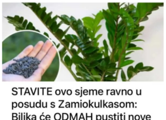 STAVITE ovo sjeme ravno u posudu sa Zamiokulkasom: Biljka će ODMAH pustiti nove listove! STAVITE ovo sjeme ravno u posudu sa Zamiokulkasom: Biljka će ODMAH pustiti nove listove!