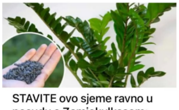 STAVITE ovo sjeme ravno u posudu sa Zamiokulkasom: Biljka će ODMAH pustiti nove listove! STAVITE ovo sjeme ravno u posudu sa Zamiokulkasom: Biljka će ODMAH pustiti nove listove!