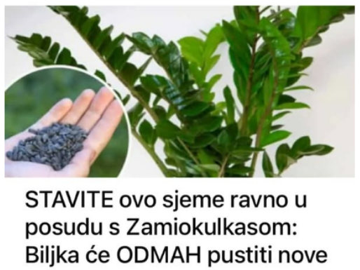 STAVITE ovo sjeme ravno u posudu sa Zamiokulkasom: Biljka će ODMAH pustiti nove listove! STAVITE ovo sjeme ravno u posudu sa Zamiokulkasom: Biljka će ODMAH pustiti nove listove!