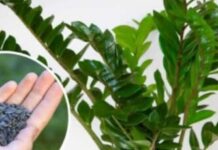 STAVITE ovo sjeme ravno uposudu s Zamiokulkasom: Biljka će ODMAH pustiti nove listove! STAVITE ovo sjeme ravno uposudu s Zamiokulkasom: Biljka će ODMAH pustiti nove listove!