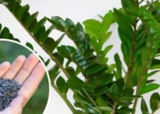 STAVITE ovo sjeme ravno uposudu s Zamiokulkasom: Biljka će ODMAH pustiti nove listove! STAVITE ovo sjeme ravno uposudu s Zamiokulkasom: Biljka će ODMAH pustiti nove listove!