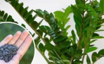 STAVITE ovo sjeme ravno uposudu s Zamiokulkasom: Biljka će ODMAH pustiti nove listove! STAVITE ovo sjeme ravno uposudu s Zamiokulkasom: Biljka će ODMAH pustiti nove listove!