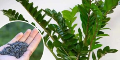 STAVITE ovo sjeme ravno uposudu s Zamiokulkasom: Biljka će ODMAH pustiti nove listove! STAVITE ovo sjeme ravno uposudu s Zamiokulkasom: Biljka će ODMAH pustiti nove listove!