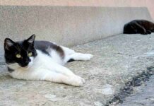 TRLJA LI SE MAČKA UZ VAŠE NOGE? Evo šta vam zapravo pokušava reći TRLJA LI SE MAČKA UZ VAŠE NOGE? Evo šta vam zapravo pokušava reći