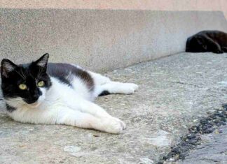 TRLJA LI SE MAČKA UZ VAŠE NOGE? Evo šta vam zapravo pokušava reći TRLJA LI SE MAČKA UZ VAŠE NOGE? Evo šta vam zapravo pokušava reći