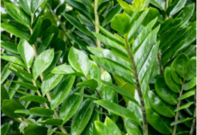 Zamija voli đubrivo od jeftinih semenki: Biljka pušta nove mesnate listove, vi gledate kako vam raste novčanik Zamija voli đubrivo od jeftinih semenki: Biljka pušta nove mesnate listove, vi gledate kako vam raste novčanik