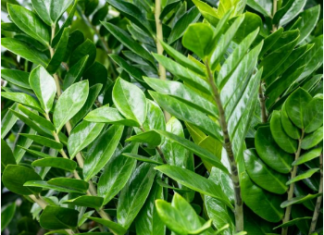 Zamija voli đubrivo od jeftinih semenki: Biljka pušta nove mesnate listove, vi gledate kako vam raste novčanik Zamija voli đubrivo od jeftinih semenki: Biljka pušta nove mesnate listove, vi gledate kako vam raste novčanik