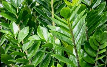 Zamija voli đubrivo od jeftinih semenki: Biljka pušta nove mesnate listove, vi gledate kako vam raste novčanik Zamija voli đubrivo od jeftinih semenki: Biljka pušta nove mesnate listove, vi gledate kako vam raste novčanik