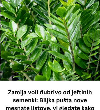 Zamija voli đubrivo od jeftinih semenki: Biljka pušta nove mesnate listove, vi gledate kako vam raste novčanik Zamija voli đubrivo od jeftinih semenki: Biljka pušta nove mesnate listove, vi gledate kako vam raste novčanik