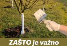 ZAŠTO je važno okrečiti voćke prije zime? ZAŠTO je važno okrečiti voćke prije zime?