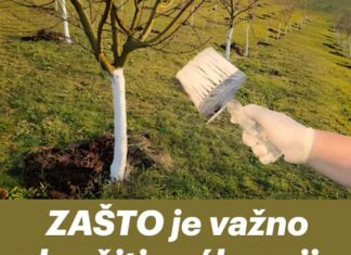 ZAŠTO je važno okrečiti voćke prije zime? ZAŠTO je važno okrečiti voćke prije zime?