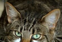 ZAŠTO MAČKA PRATI VLASNIKA U STOPU: Ako ide s vama čak i u WC, EVO ŠTA VAM PORUČUJUE ZAŠTO MAČKA PRATI VLASNIKA U STOPU: Ako ide s vama čak i u WC, EVO ŠTA VAM PORUČUJUE