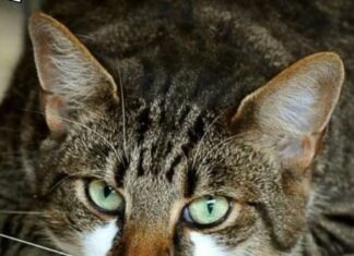 ZAŠTO MAČKA PRATI VLASNIKA U STOPU: Ako ide s vama čak i u WC, EVO ŠTA VAM PORUČUJUE ZAŠTO MAČKA PRATI VLASNIKA U STOPU: Ako ide s vama čak i u WC, EVO ŠTA VAM PORUČUJUE