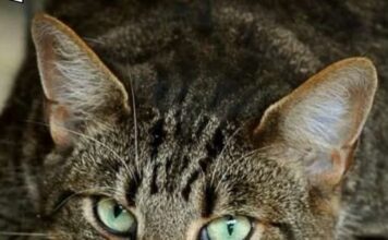 ZAŠTO MAČKA PRATI VLASNIKA U STOPU: Ako ide s vama čak i u WC, EVO ŠTA VAM PORUČUJUE ZAŠTO MAČKA PRATI VLASNIKA U STOPU: Ako ide s vama čak i u WC, EVO ŠTA VAM PORUČUJUE