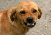 Zašto psi laju na neke ljude, a na neke neće? Konačno otkriven razlog, PSI VIDE NEŠTO ŠTO LJUDI NE MOGU Zašto psi laju na neke ljude, a na neke neće? Konačno otkriven razlog, PSI VIDE NEŠTO ŠTO LJUDI NE MOGU