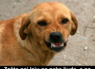 Zašto psi laju na neke ljude, a na neke neće? Konačno otkriven razlog, PSI VIDE NEŠTO ŠTO LJUDI NE MOGU Zašto psi laju na neke ljude, a na neke neće? Konačno otkriven razlog, PSI VIDE NEŠTO ŠTO LJUDI NE MOGU