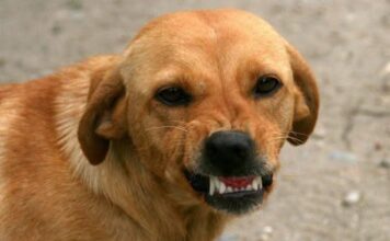 Zašto psi laju na neke ljude, a na neke neće? Konačno otkriven razlog, PSI VIDE NEŠTO ŠTO LJUDI NE MOGU Zašto psi laju na neke ljude, a na neke neće? Konačno otkriven razlog, PSI VIDE NEŠTO ŠTO LJUDI NE MOGU